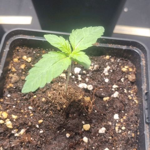 Watermelon OG growlog timeline photo