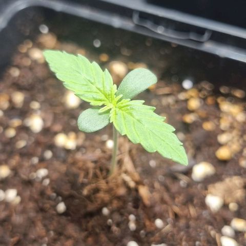 Shogun Kush growlog timeline photo