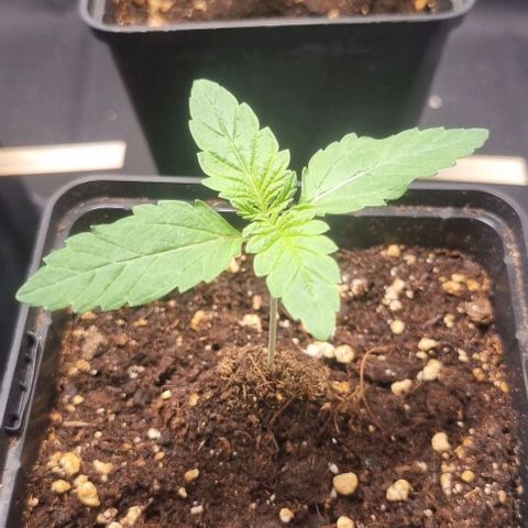 Watermelon OG growlog timeline photo