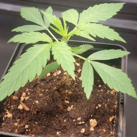 Amnesia Haze growlog timeline photo