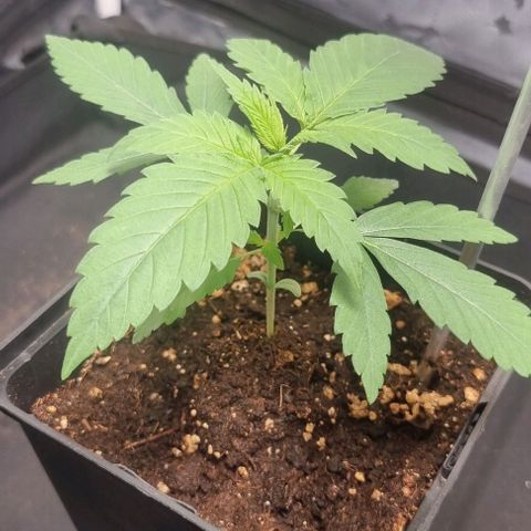 Special Queen #1 growlog timeline photo