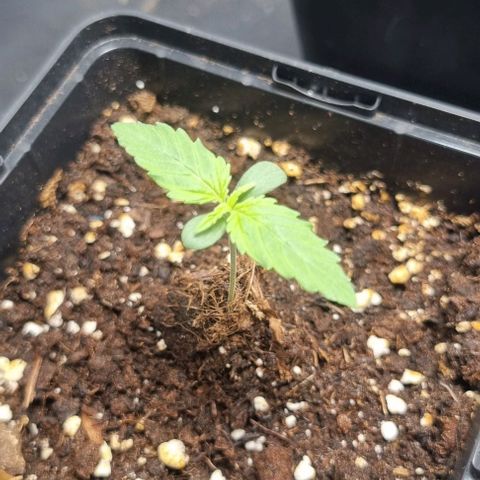 Shogun Kush growlog timeline photo