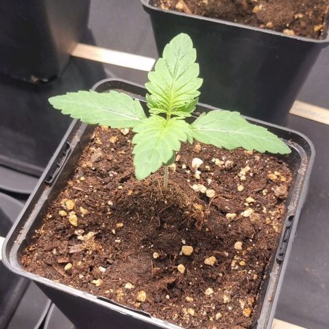 Watermelon OG growlog timeline photo