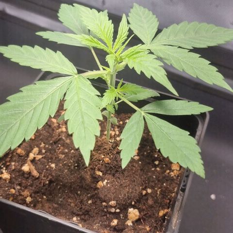 Amnesia Haze growlog timeline photo