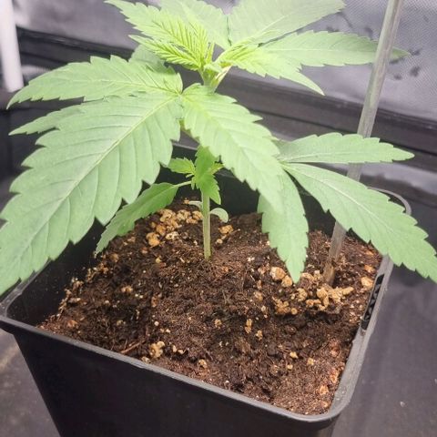 Special Queen #1 growlog timeline photo
