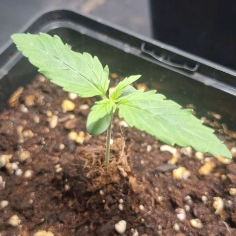 Shogun Kush growlog timeline photo