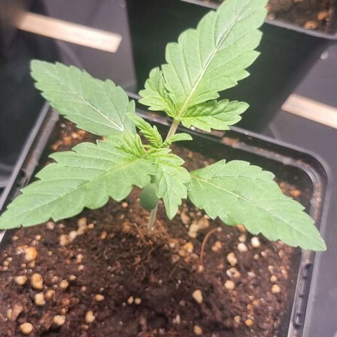 Watermelon OG growlog timeline photo