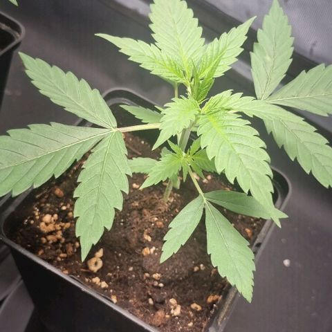 Amnesia Haze growlog photo: Leichte überdüngung 