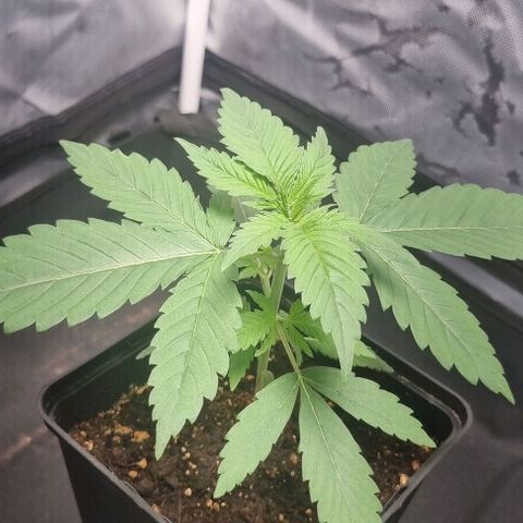 Special Queen #1 growlog photo: Leichte überdüngung 
