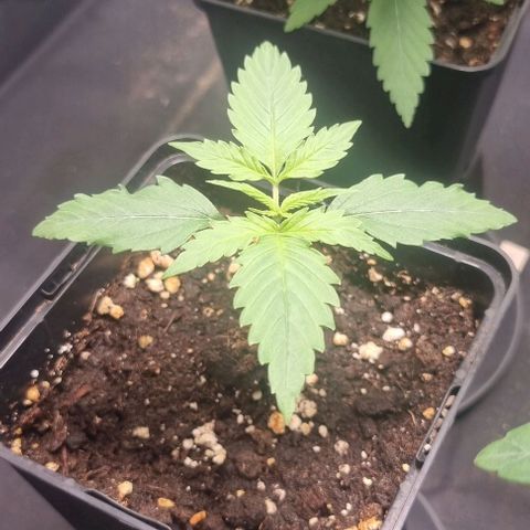 Shogun Kush growlog timeline photo