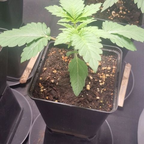 Watermelon OG growlog timeline photo