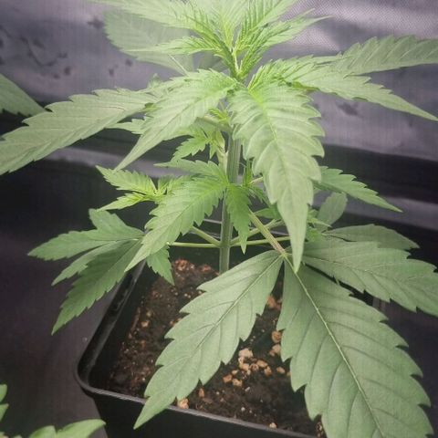 Amnesia Haze growlog timeline photo