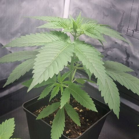Special Queen #1 growlog timeline photo