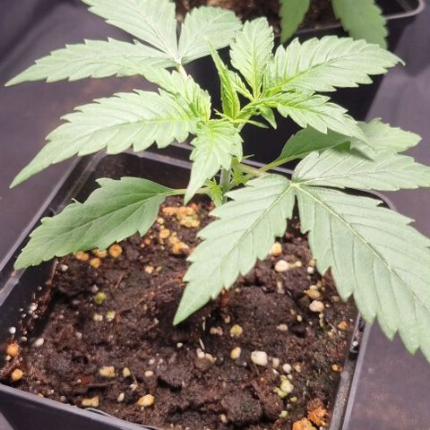 Shogun Kush growlog timeline photo