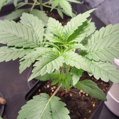 Watermelon OG growlog timeline photo