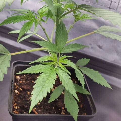 Amnesia Haze growlog timeline photo