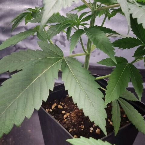 Special Queen #1 growlog timeline photo