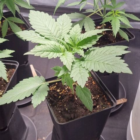 Watermelon OG growlog timeline photo