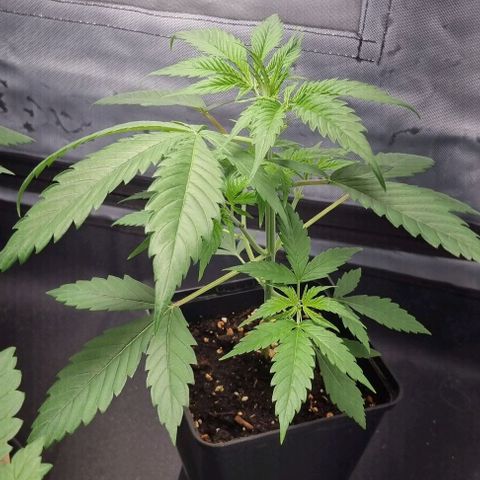 Amnesia Haze growlog timeline photo