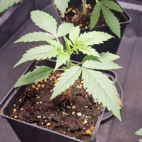 Shogun Kush growlog timeline photo