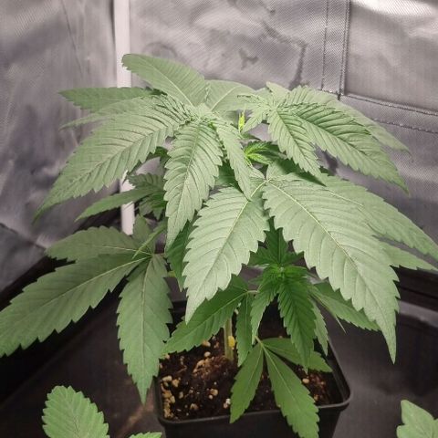 Special Queen #1 growlog photo: Topped first time