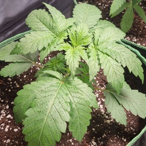Watermelon OG growlog timeline photo