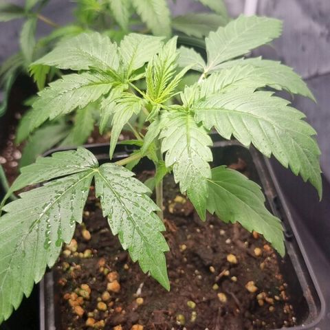 Shogun Kush growlog timeline photo