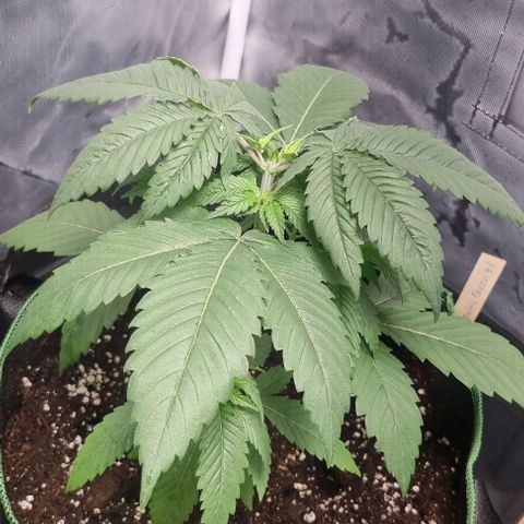 Special Queen #1 growlog timeline photo