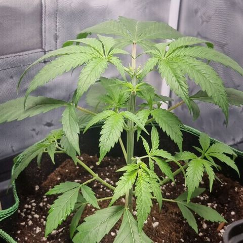 Amnesia Haze growlog photo: Topped first time