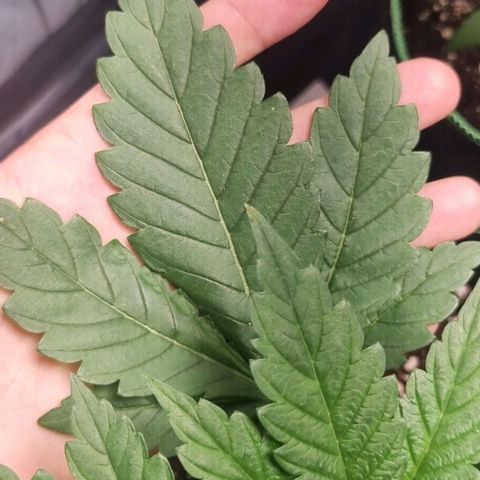 Watermelon OG growlog timeline photo