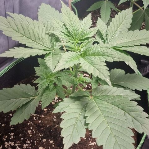 Watermelon OG growlog timeline photo