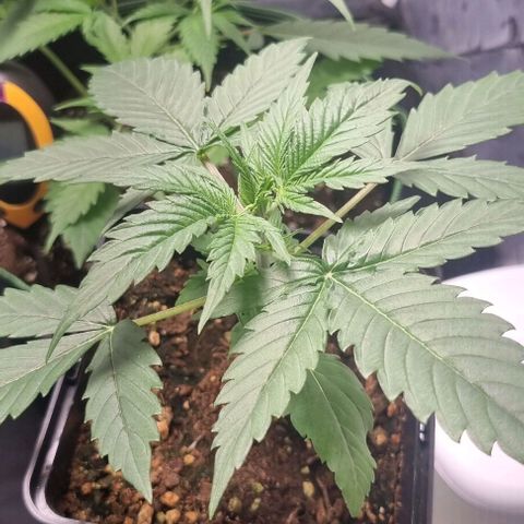 Shogun Kush growlog timeline photo