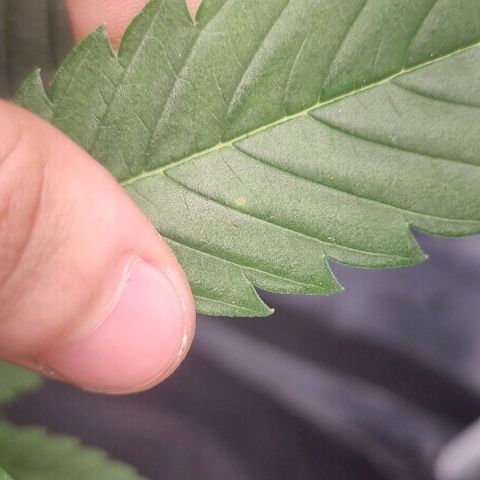 Amnesia Haze growlog photo: Back at it again 