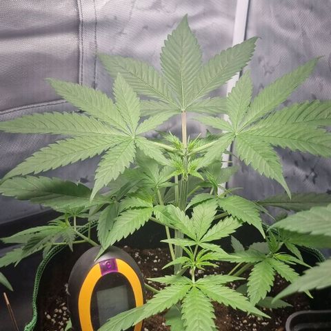 Amnesia Haze growlog photo: Back at it again 
