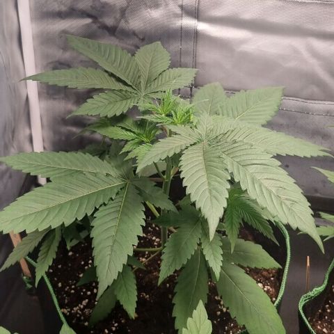 Special Queen #1 growlog timeline photo