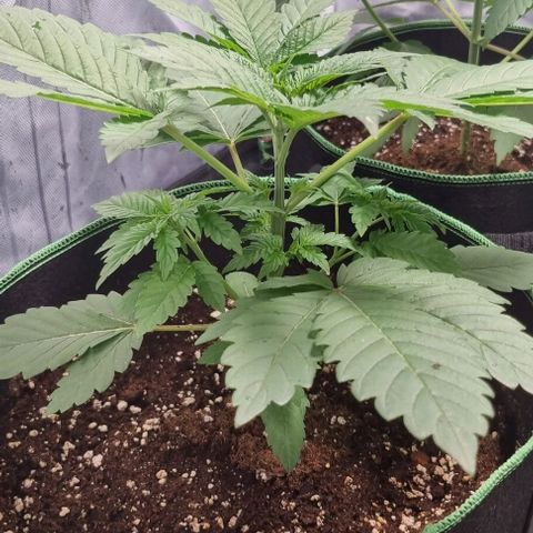 Watermelon OG growlog timeline photo