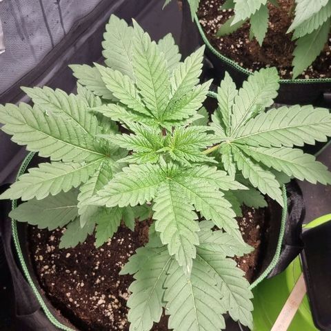 Watermelon OG growlog timeline photo
