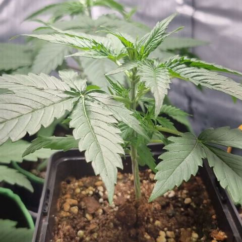 Shogun Kush growlog timeline photo
