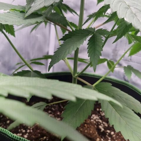 Special Queen #1 growlog timeline photo