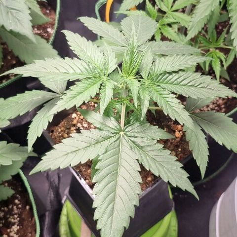 Shogun Kush growlog timeline photo