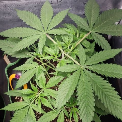 Amnesia Haze growlog timeline photo