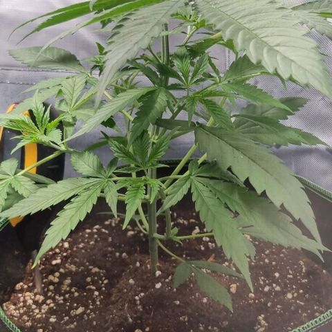 Amnesia Haze growlog timeline photo