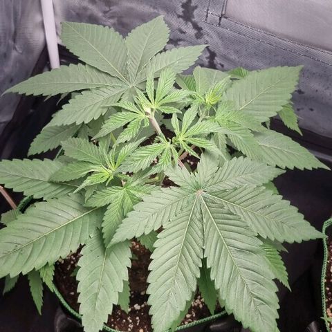 Special Queen #1 growlog timeline photo