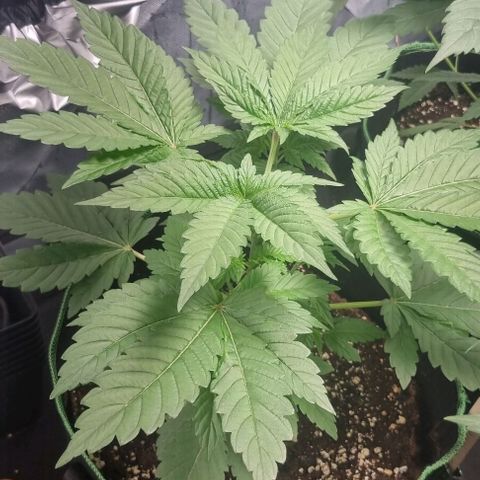Watermelon OG growlog timeline photo