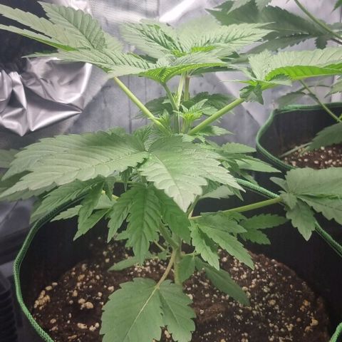 Watermelon OG growlog timeline photo