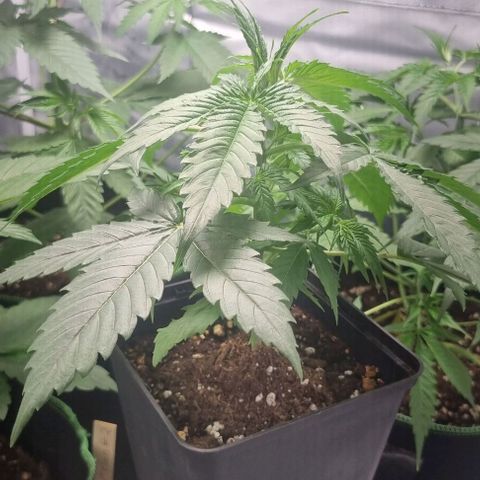 Shogun Kush growlog timeline photo
