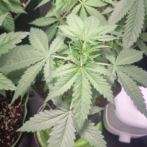 Shogun Kush growlog timeline photo