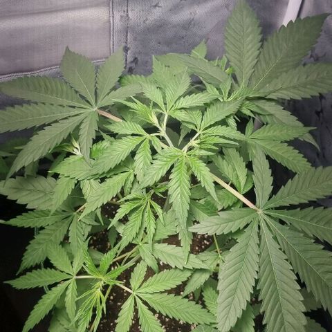 Amnesia Haze growlog timeline photo