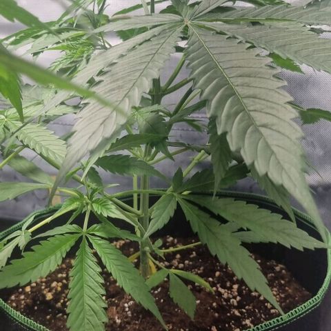 Amnesia Haze growlog timeline photo