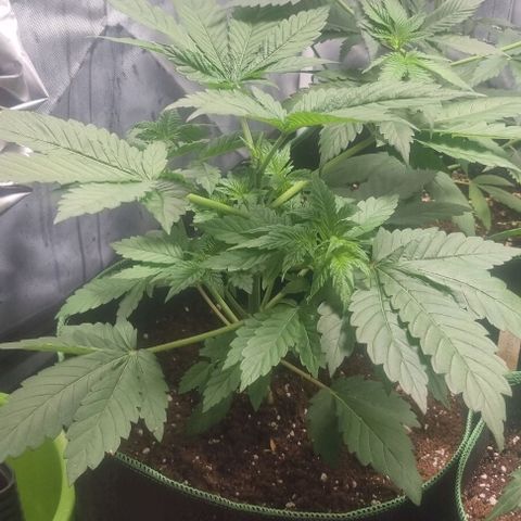 Watermelon OG growlog timeline photo